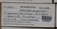 Physarum albescens image